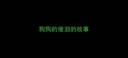 狗狗的催泪的故事