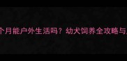 哈士奇3个月能户外生活吗幼犬饲养全攻略与风险提示