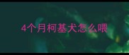 4个月柯基犬怎么喂