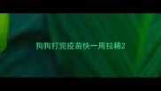 狗狗打完疫苗快一周拉稀