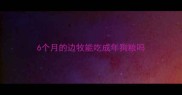 6个月的边牧能吃成年狗粮吗
