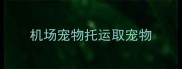 机场宠物托运取宠物