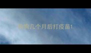 狗狗几个月后打疫苗