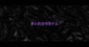 最小的宠物是什么
