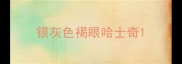 银灰色褐眼哈士奇