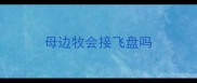 母边牧会接飞盘吗