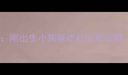 新生儿犬喂养全攻略刚出生小狗能吃什么怎么喂附科学喂养指南
