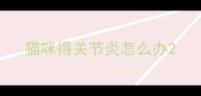 猫咪得关节炎怎么办