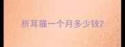 折耳猫一个月多少钱