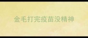 金毛打完疫苗没精神