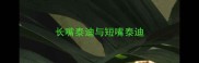 长嘴泰迪与短嘴泰迪