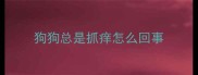 狗狗总是抓痒怎么回事