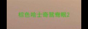 棕色哈士奇鸳鸯眼