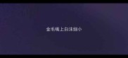 金毛嘴上白沫细小