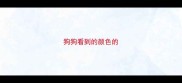 狗狗看到的颜色的