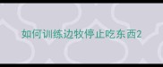 如何训练边牧停止吃东西
