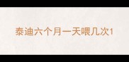 泰迪六个月一天喂几次