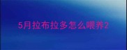 5月拉布拉多怎么喂养