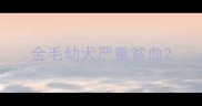金毛幼犬严重贫血
