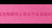 蓝色眼睛哈士奇会不会是瞎的