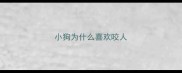 小狗为什么喜欢咬人