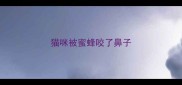 猫咪被蜜蜂咬了鼻子