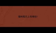 猫咪尾巴上有硬结
