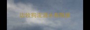 边牧狗流泪水有眼屎