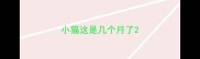 小猫这是几个月了