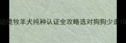 咖啡色边境牧羊犬纯种认证全攻略选对狗狗少走10年弯路