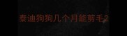泰迪狗狗几个月能剪毛