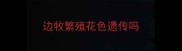边牧繁殖花色遗传吗