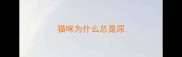 猫咪为什么总是尿