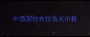 中型黑拉布拉多犬价格