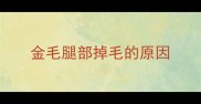 金毛腿部掉毛的原因