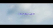小狗支气管炎什么症状
