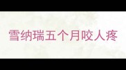 雪纳瑞五个月咬人疼