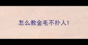 怎么教金毛不扑人