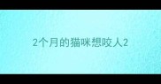 2个月的猫咪想咬人