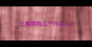 比熊狗狗几个月认人