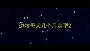 边牧母犬几个月定型