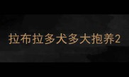 拉布拉多犬多大抱养