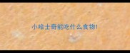 小哈士奇能吃什么食物