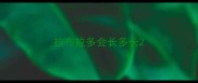 拉布拉多会长多长