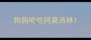 狗狗能吃阿莫西林