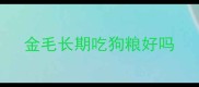 金毛长期吃狗粮好吗