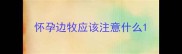 怀孕边牧应该注意什么