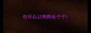 吃什么让狗狗长个子