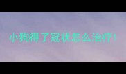 小狗得了冠状怎么治疗