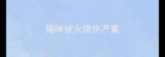 猫咪被火烧伤严重